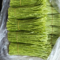 精品黎蒿