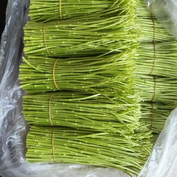 精品黎蒿