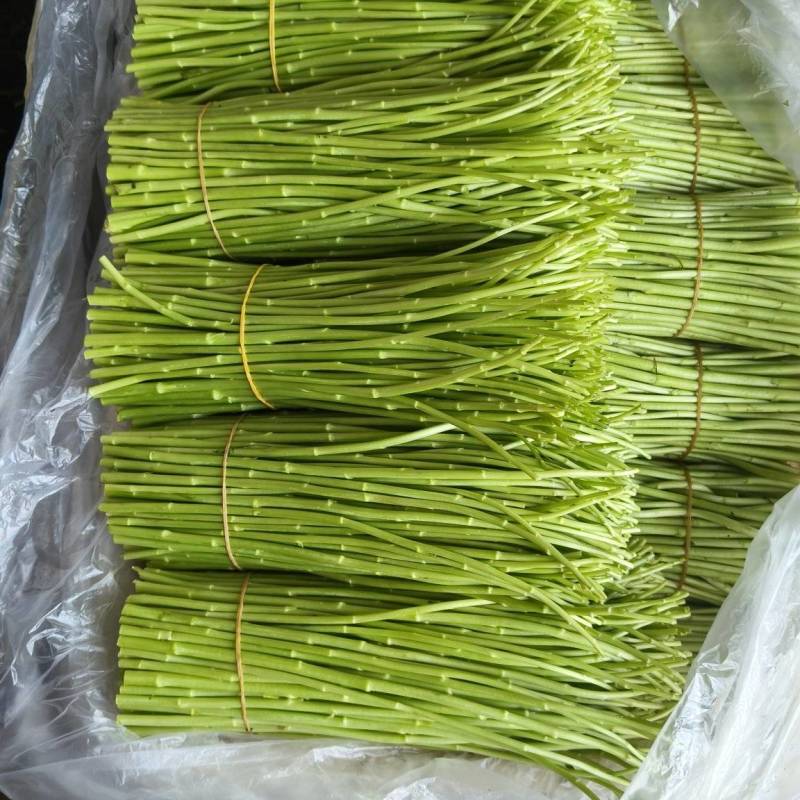 精品黎蒿