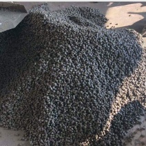 洪湖淡水螺蛳（汤螺1.2-1.4）薄壳，物流直达地包邮