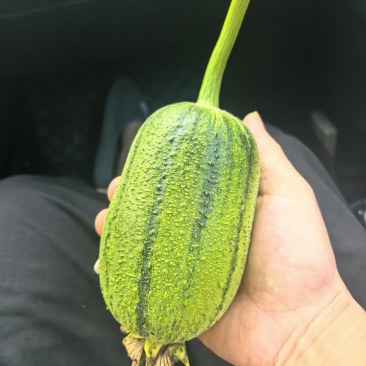 苹果丝瓜！基地种植，大量有货！供应市场，平台，超市！