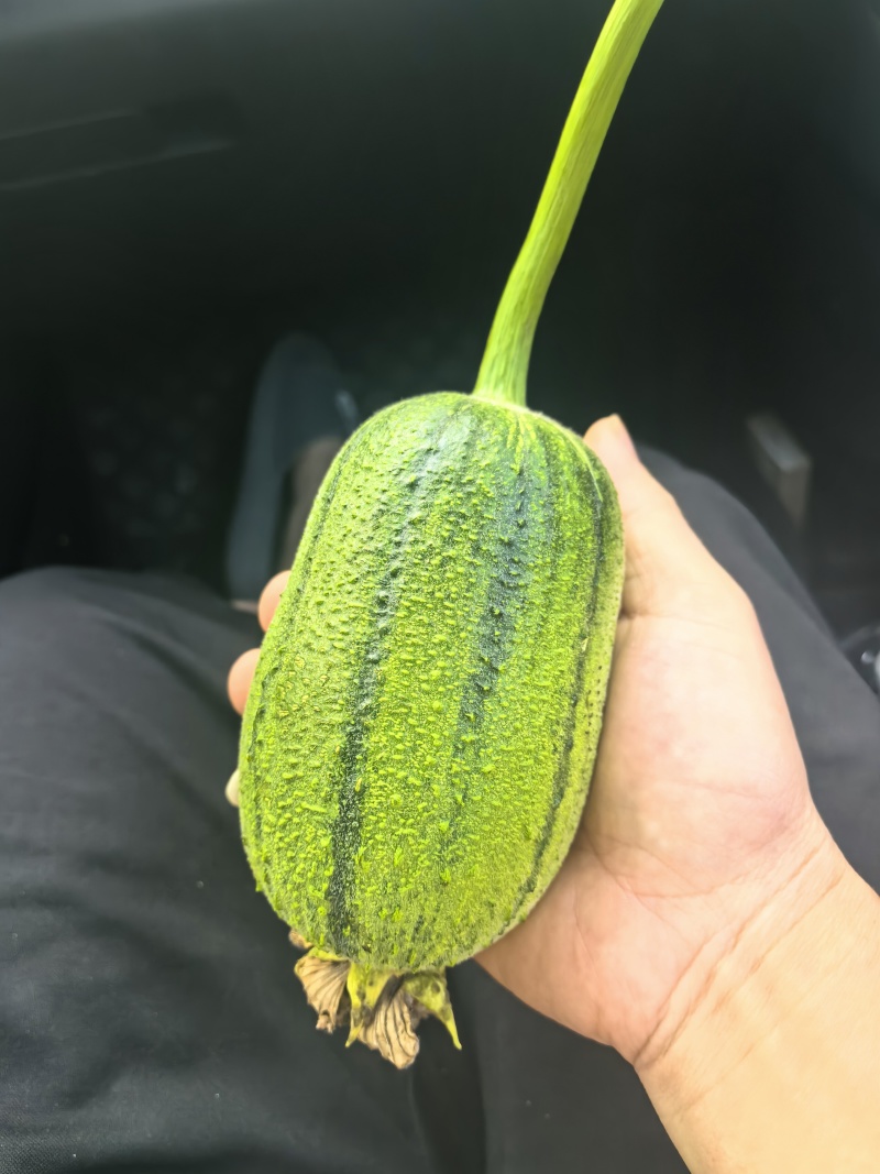 苹果丝瓜！基地种植，大量有货！供应市场，平台，超市！