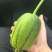 苹果丝瓜！基地种植，大量有货！供应市场，平台，超市！