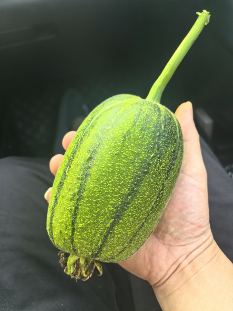 苹果丝瓜！基地种植，大量有货！供应市场，平台，超市！