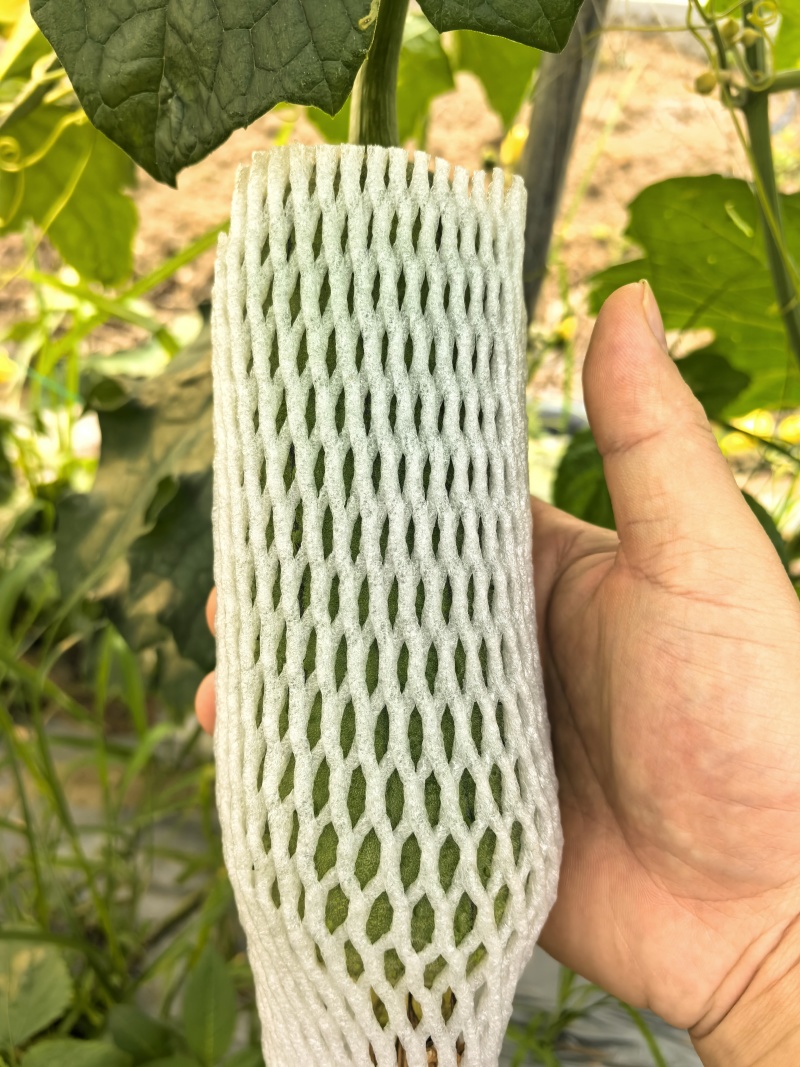 苹果丝瓜！基地种植，大量有货！供应市场，平台，超市！