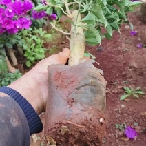 云南紫三角梅盆栽土球发室外花卉爬藤花庭院植物爬藤四季开花