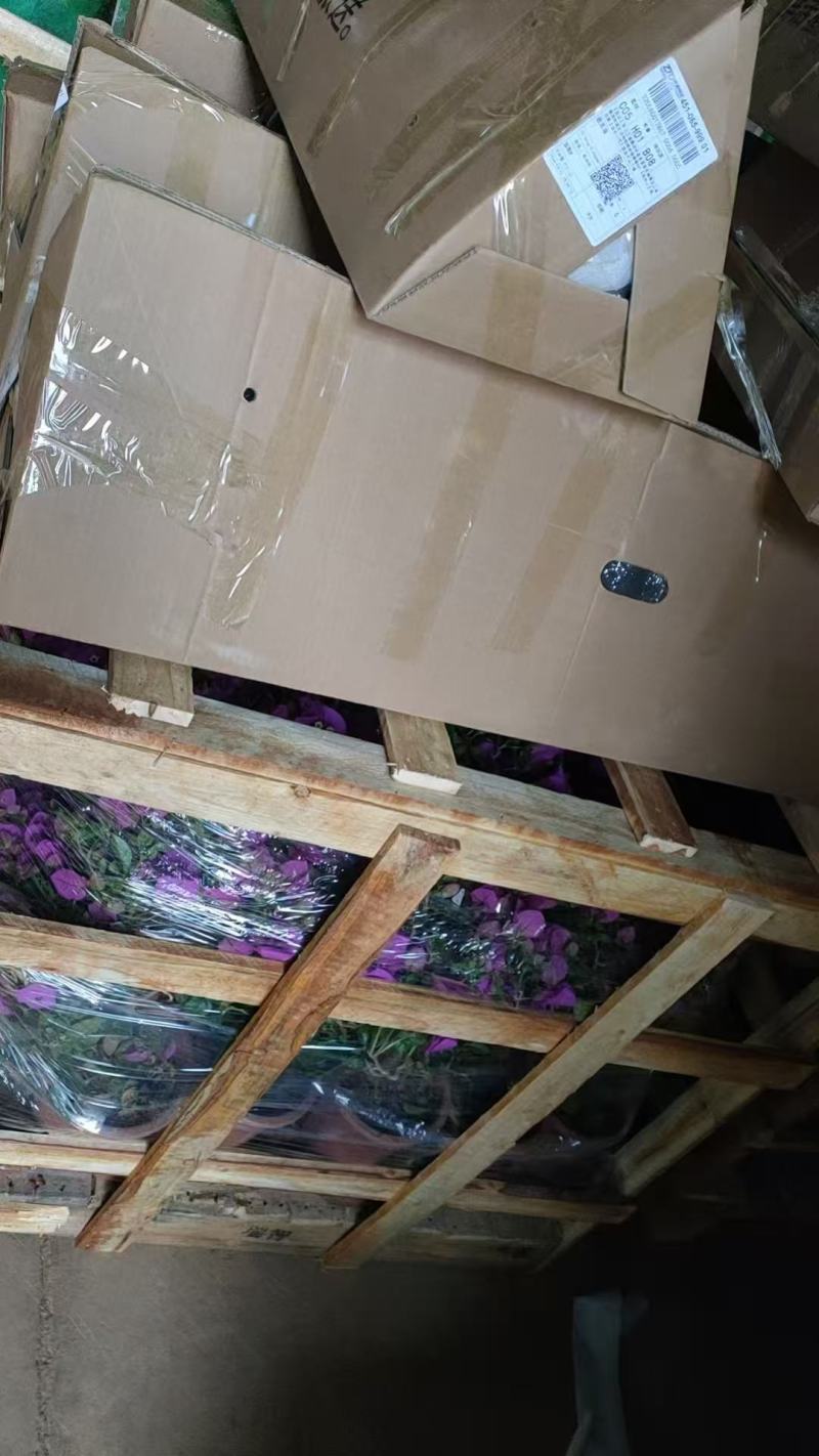 云南紫三角梅盆栽土球发室外花卉爬藤花庭院植物爬藤四季开花