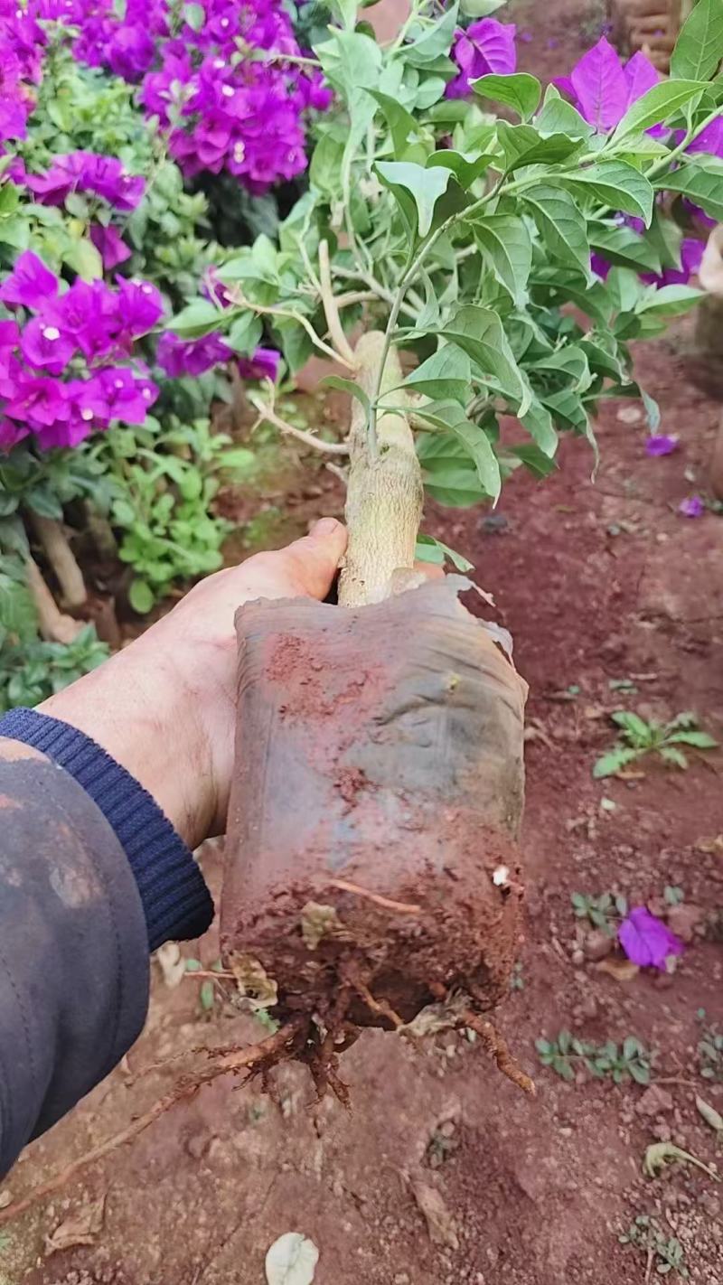 云南紫三角梅盆栽土球发室外花卉爬藤花庭院植物爬藤四季开花