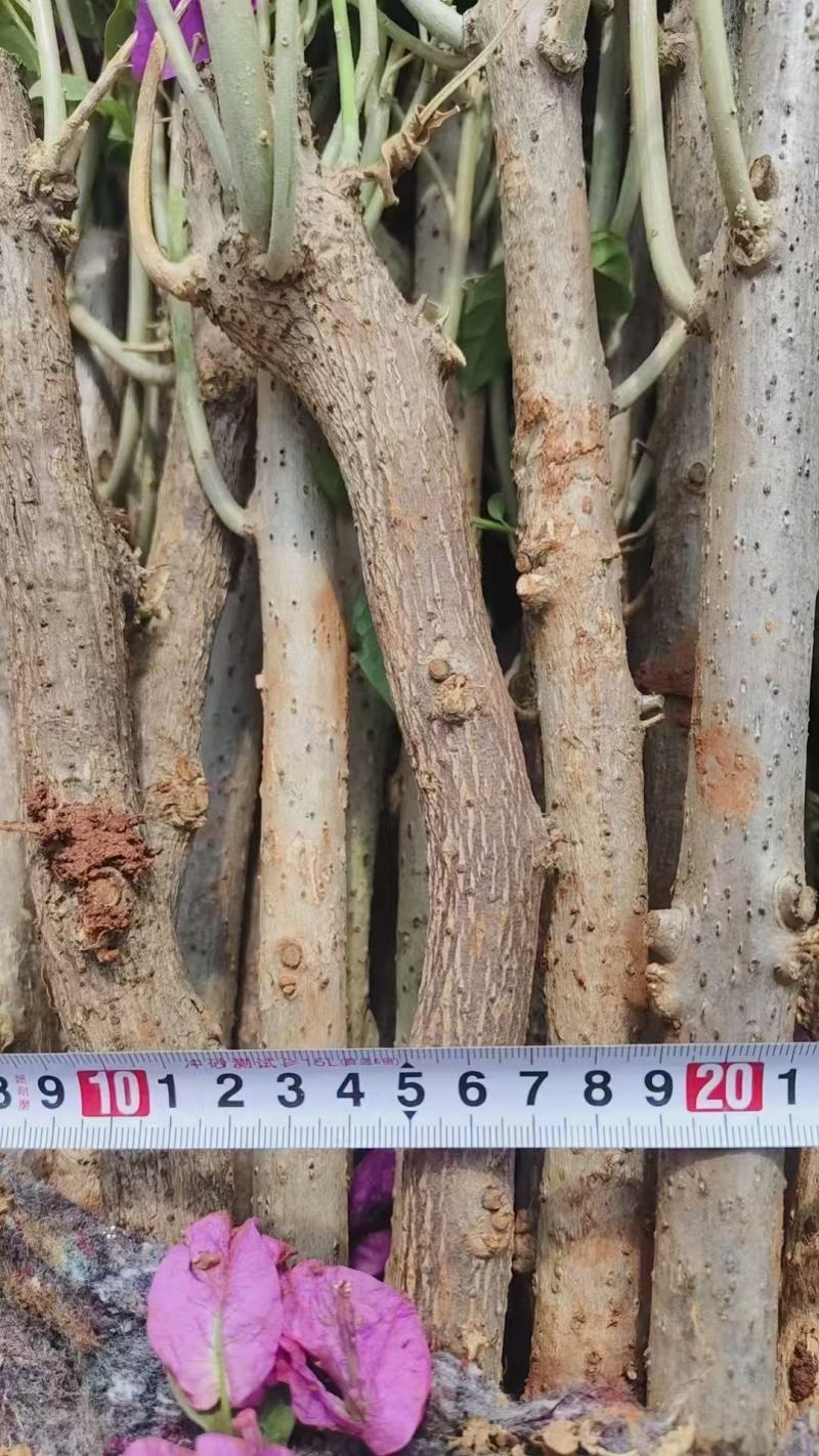 云南紫三角梅盆栽土球发室外花卉爬藤花庭院植物爬藤四季开花