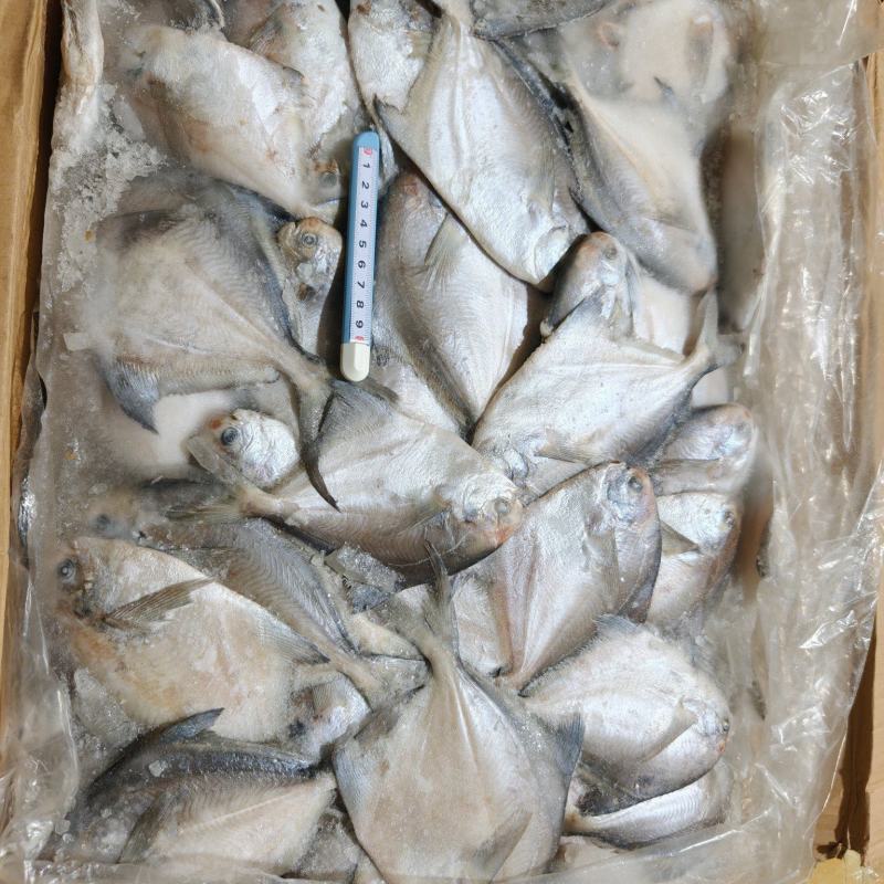 山东威海石岛船冻鲳鱼各种规格1-2/2-3/2-4两