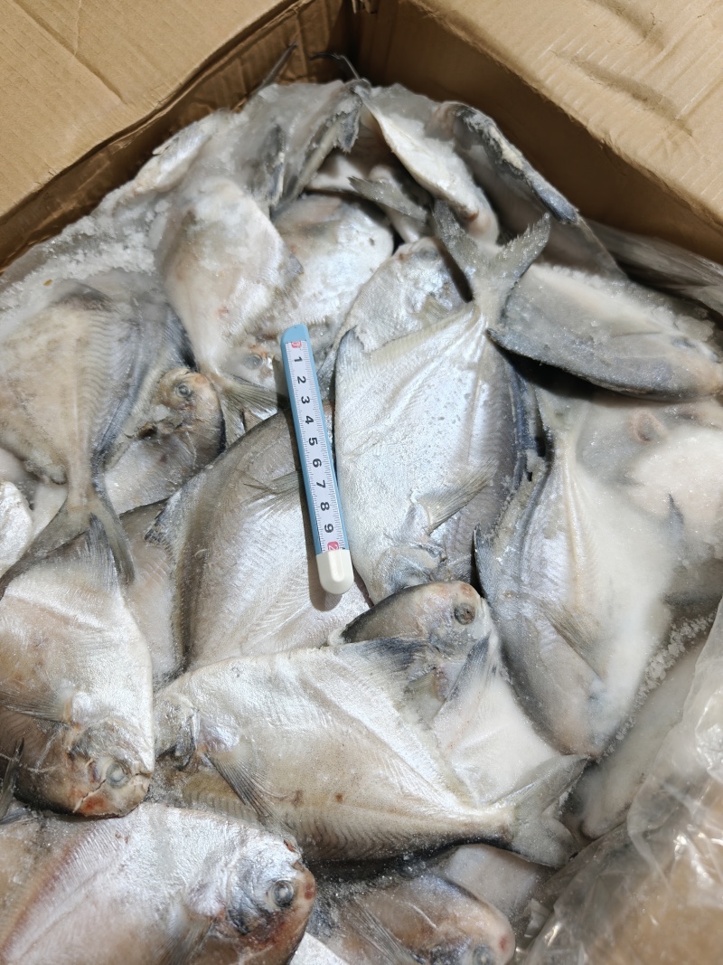 山东威海石岛船冻鲳鱼各种规格1-2/2-3/2-4两