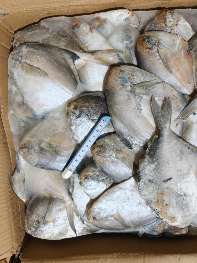 山东威海石岛船冻鲳鱼各种规格1-2/2-3/2-4两