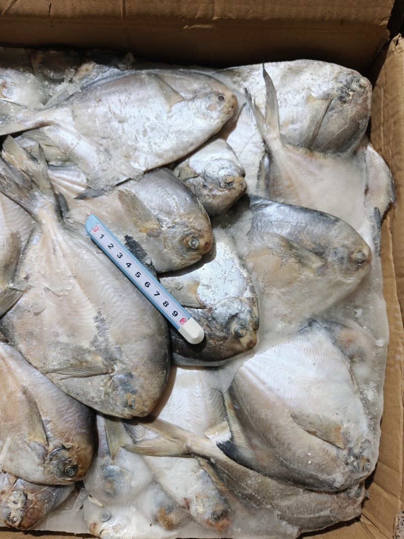 山东威海石岛船冻鲳鱼各种规格1-2/2-3/2-4两