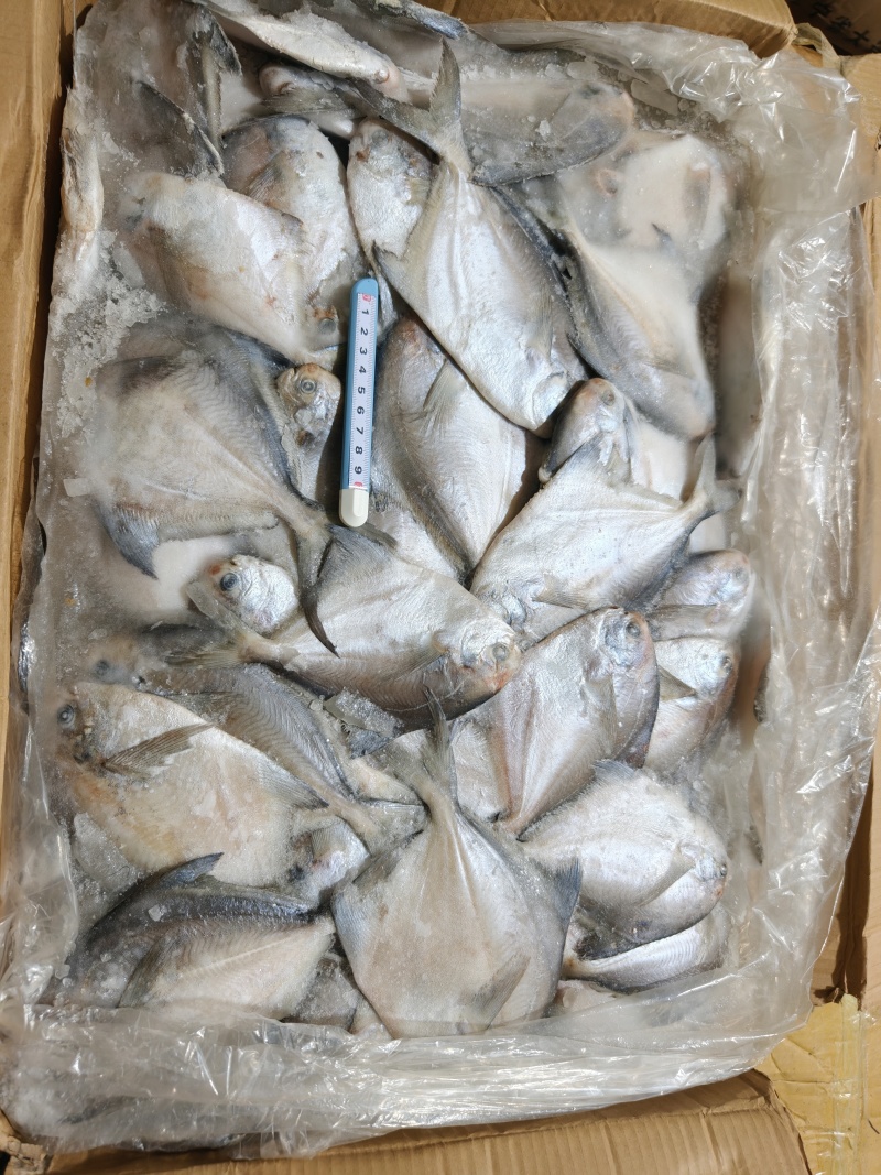 山东威海石岛船冻鲳鱼各种规格1-2/2-3/2-4两