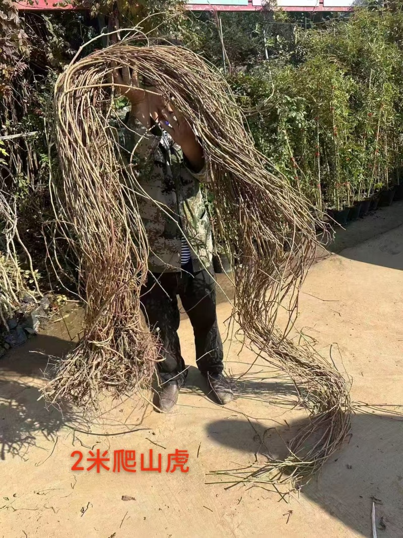 供应爬山虎杯苗
