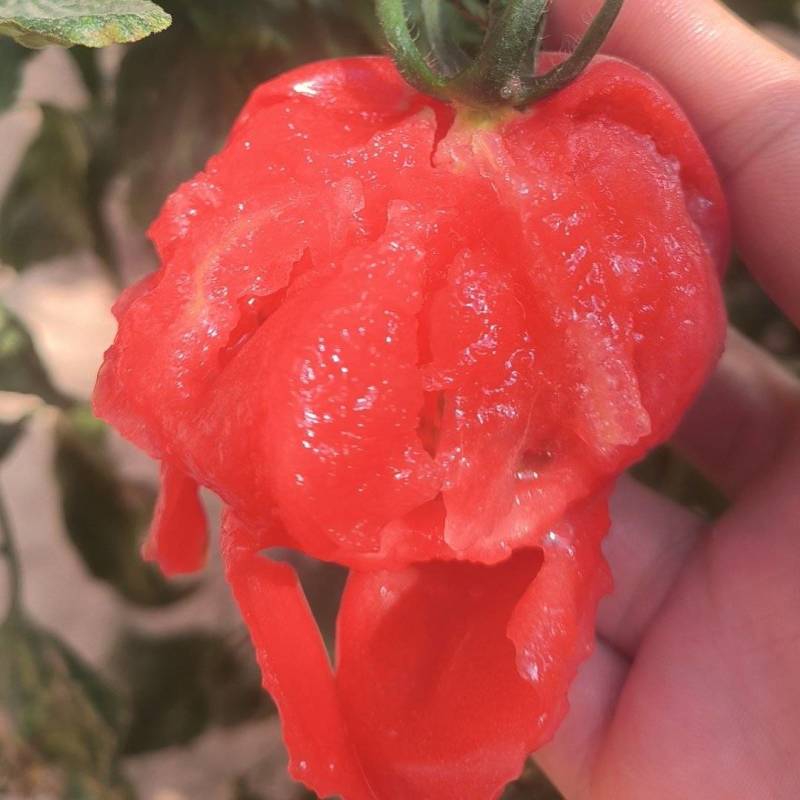 普罗旺斯！糖度高