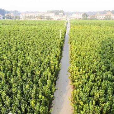 河南杜仲树，7-10年，170亩，50萬顆左右，现挖现发