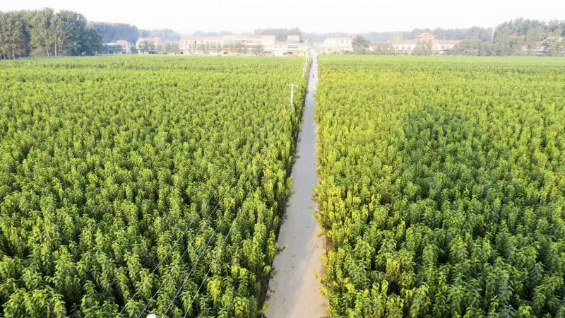 河南杜仲树，7-10年，170亩，50萬顆左右，现挖现发