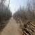 河南杜仲树，7-10年，170亩，50萬顆左右，现挖现发