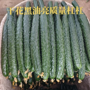 黄瓜