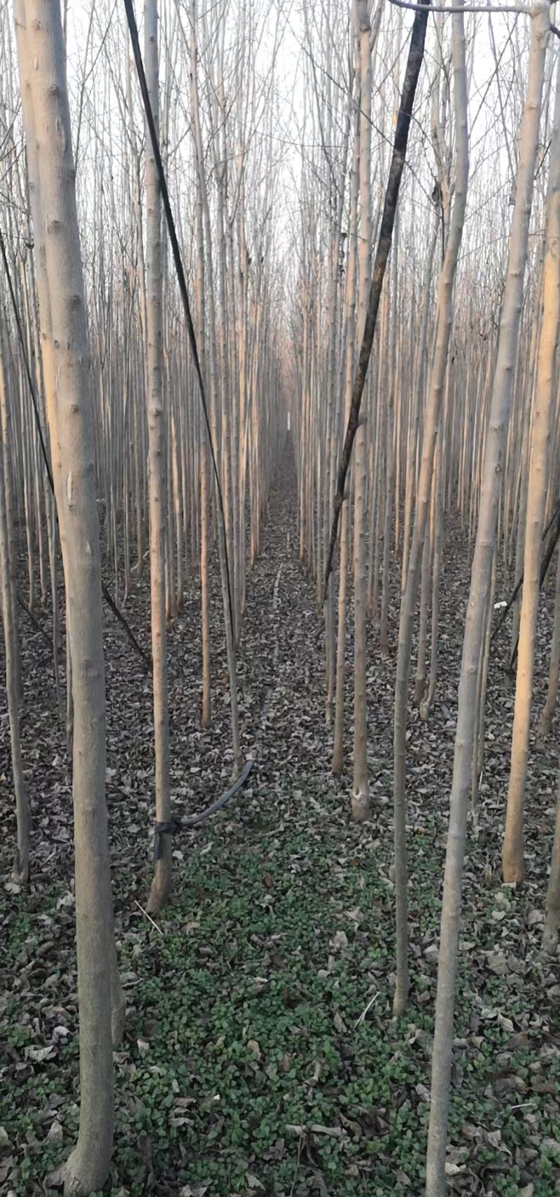 河南杜仲树，7-10年，170亩，50萬顆左右，现挖现发