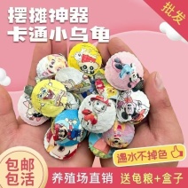 网红卡通七彩乌龟宠物活体炫彩巴西彩色活物观赏摆摊批发