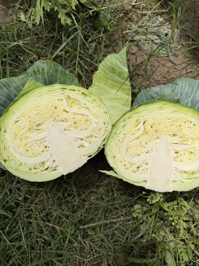 四川包菜扁包菜，奥奇娜甘蓝，耐运输大型基地一手货源