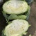 四川包菜扁包菜，奥奇娜甘蓝，耐运输大型基地一手货源