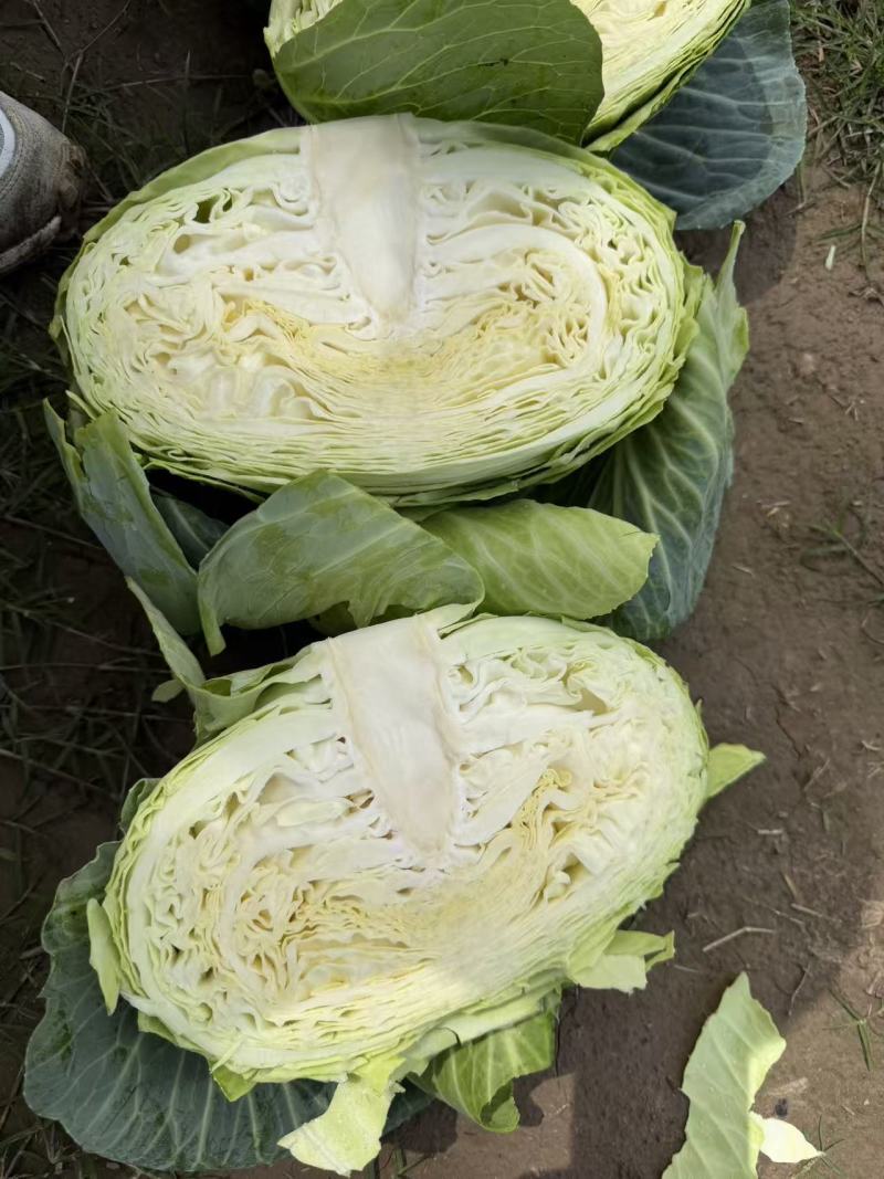 四川包菜扁包菜，奥奇娜甘蓝，耐运输大型基地一手货源