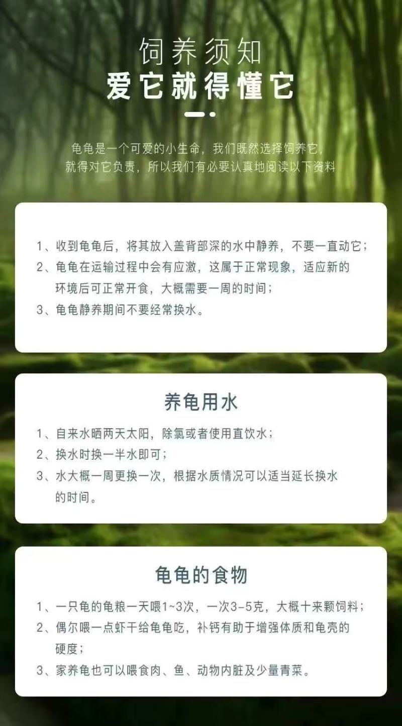 网红卡通七彩乌龟宠物活体炫彩巴西彩色活物观赏摆摊批发