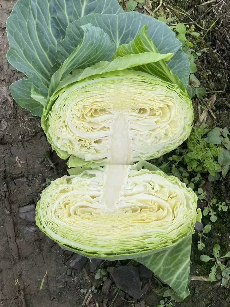 四川成都扁包菜春福来扁包菜奥奇娜大量供应产地直销