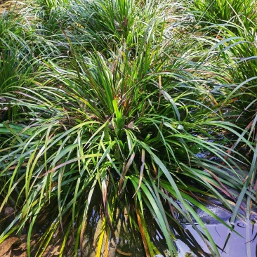 湘西野生石菖蒲