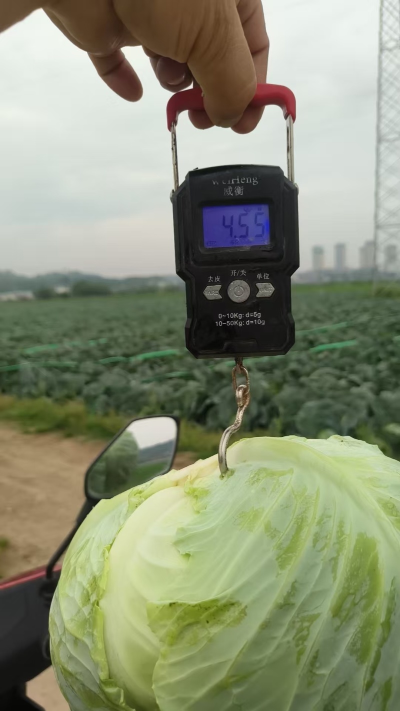 四川成都扁包菜春福来扁包菜奥奇娜大量供应产地直销