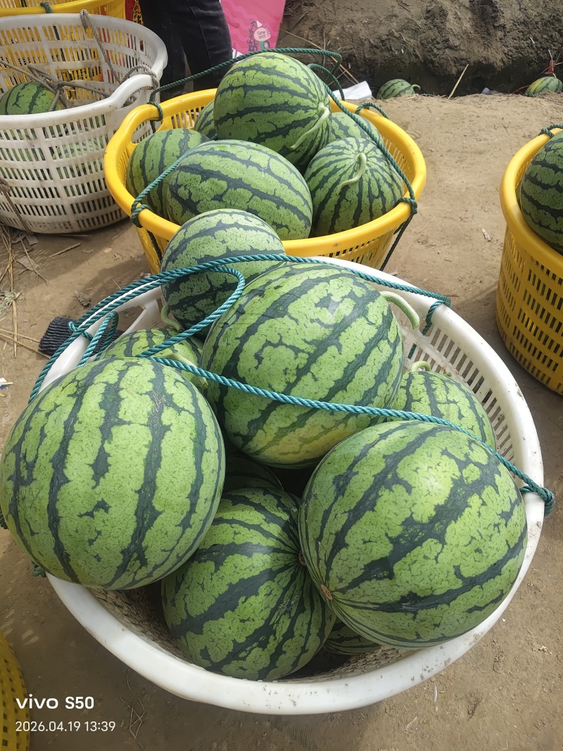 东台精品美都麒麟瓢瓜源头产地直供全国发货