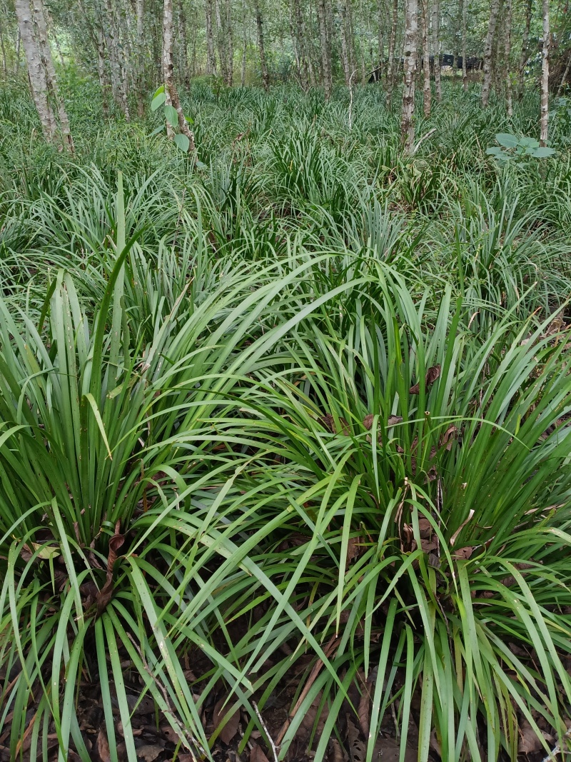 湘西野生石菖蒲