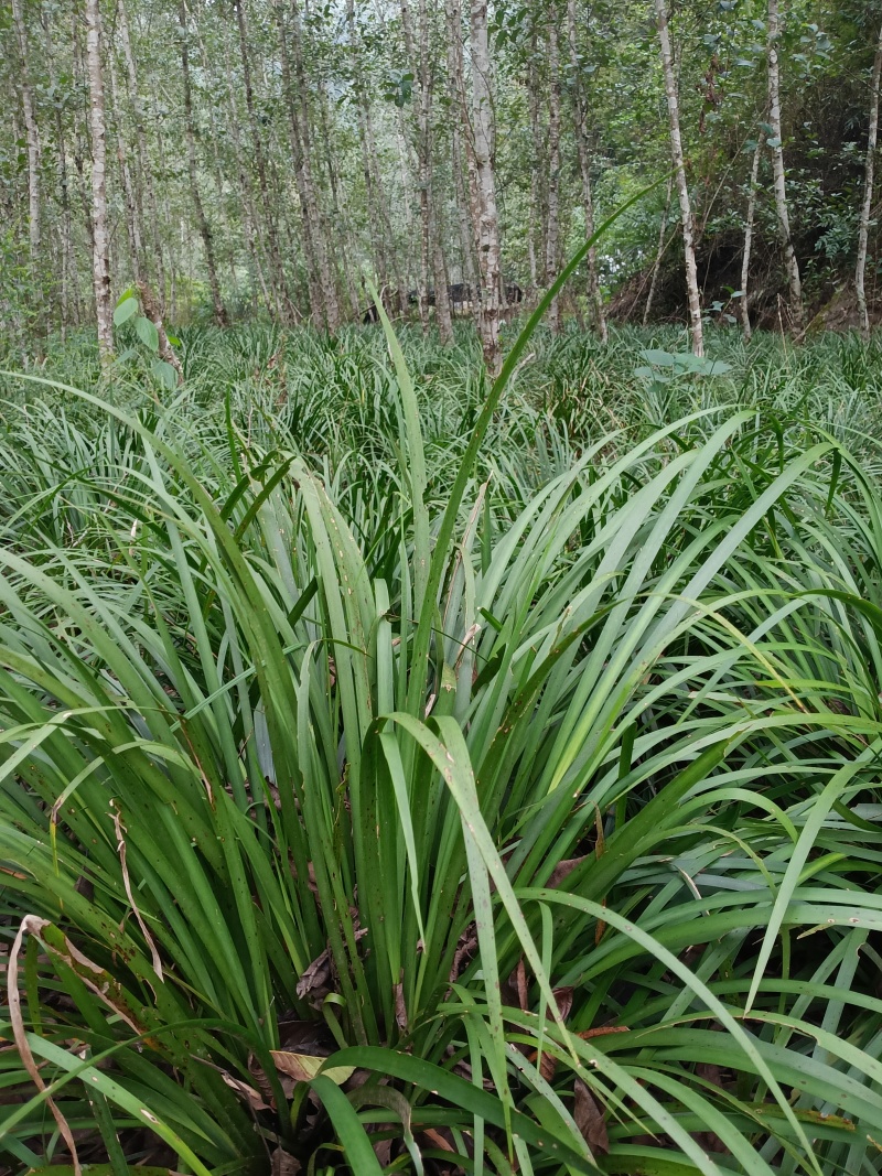 湘西野生石菖蒲