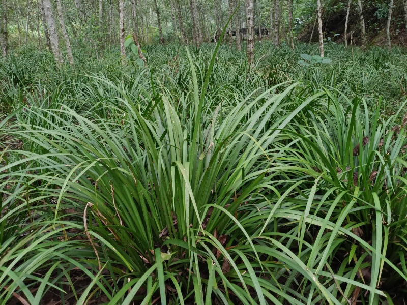 湘西野生石菖蒲