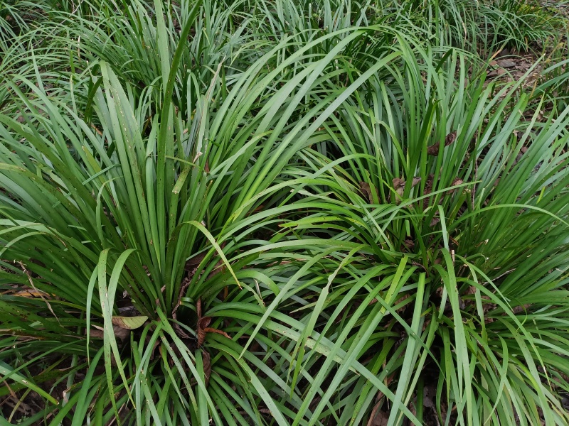 湘西野生石菖蒲
