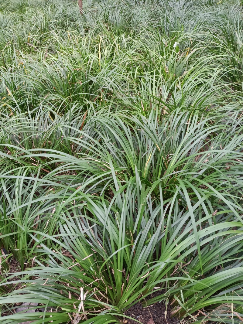 湘西野生石菖蒲