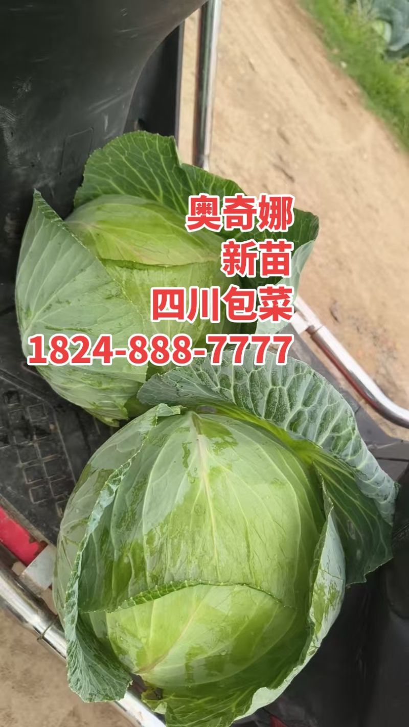 成都甘蓝扁包菜韩将军春福来奥奇娜大型基地
