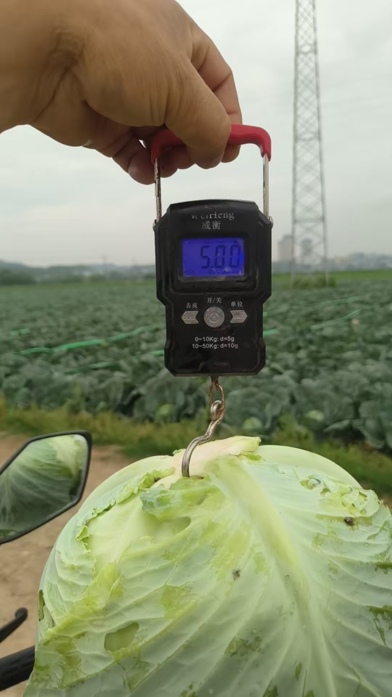 成都甘蓝扁包菜韩将军春福来奥奇娜大型基地