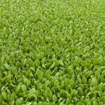 鸡毛菜自产自销