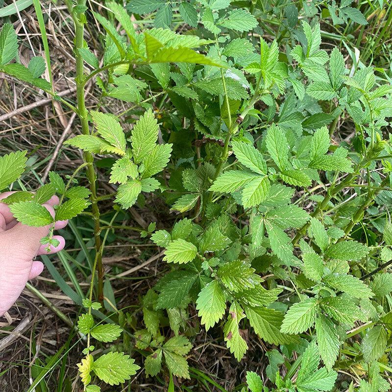 仙鹤草中药材正品自然晾晒无硫无熏道地药材