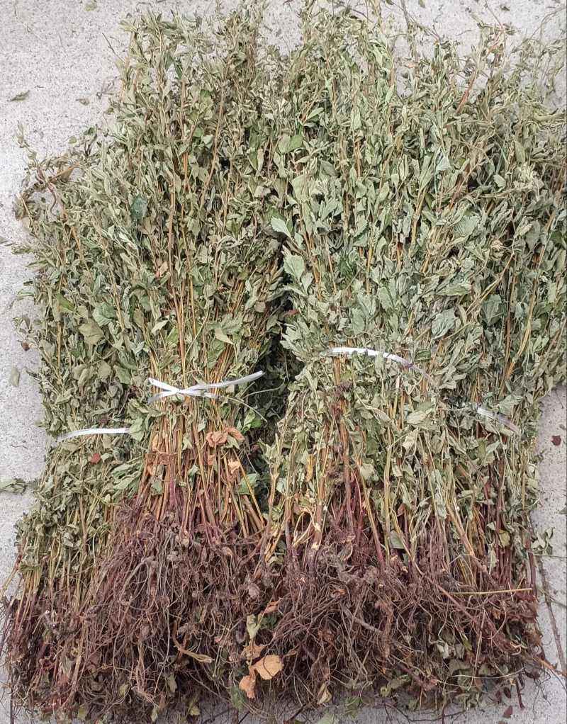 仙鹤草中药材正品自然晾晒无硫无熏道地药材