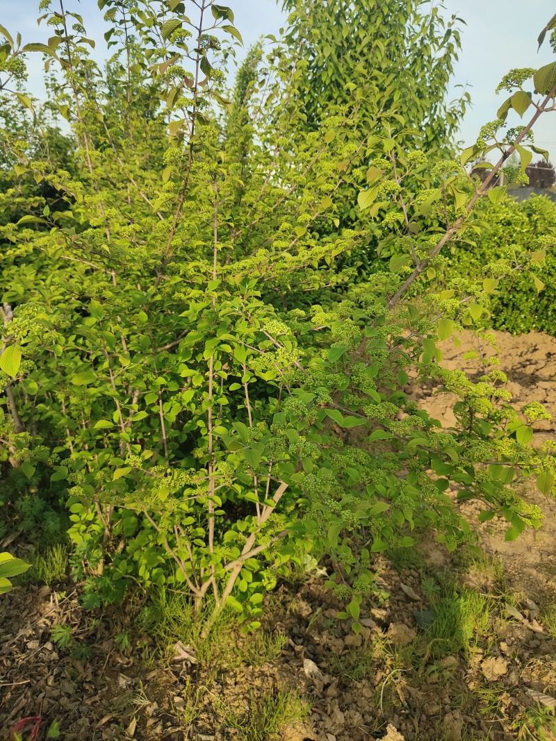 木绣球产地/木本绣球供应