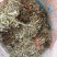 翻白草
