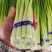 26年蒜薹大量上市中，支持线上线下一件代发品质保证