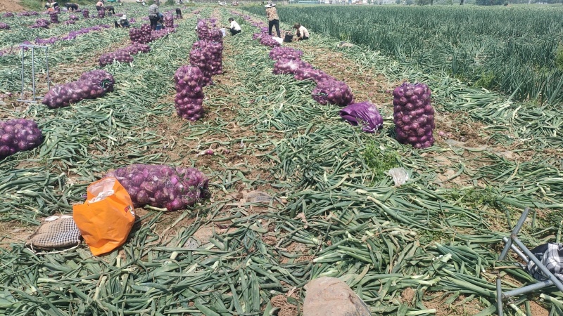 红皮洋葱洋葱大量上市产地直发优质货源可视频看货