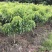 正宗灵山桂味苗核小如豆蜜香爆汁抗旱耐寒基地直供假一赔十