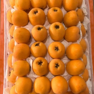 五新枇杷